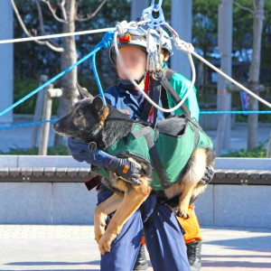 ロープによる高所進入訓練にあたる警視庁の警備犬(写真:木下慎次)