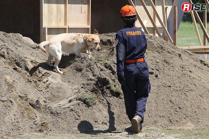土砂災害救助訓練では、救助犬による検索活動も実施された。